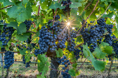 Pinot noir wine grapes in a vineyard near Wiesloch,Germany. The sun shines through the leaves creating star with many spikes