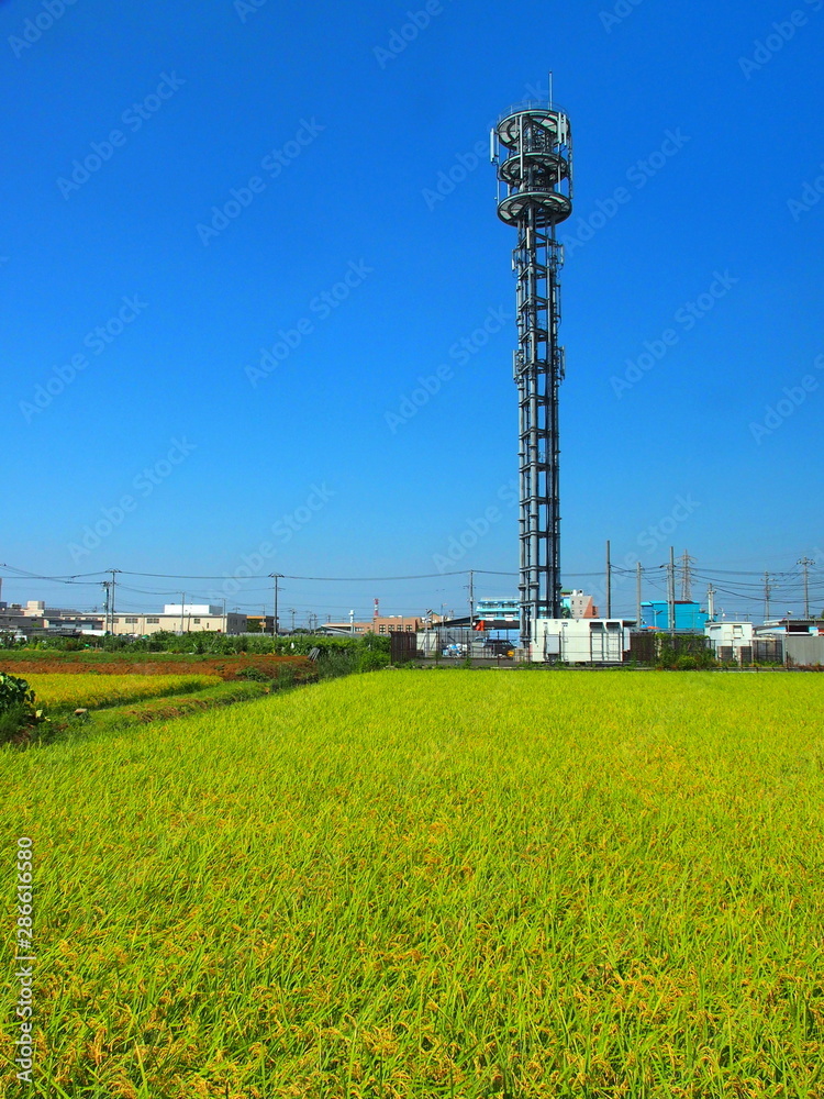 夏の田んぼと通信鉄塔のある風景