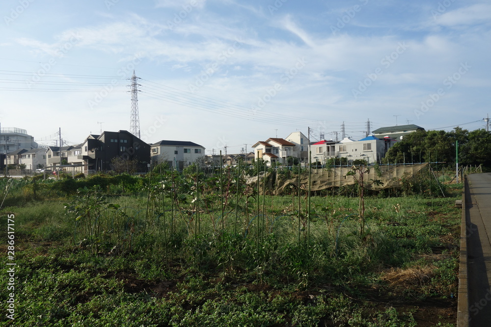 夏の終わりの東京郊外の畑