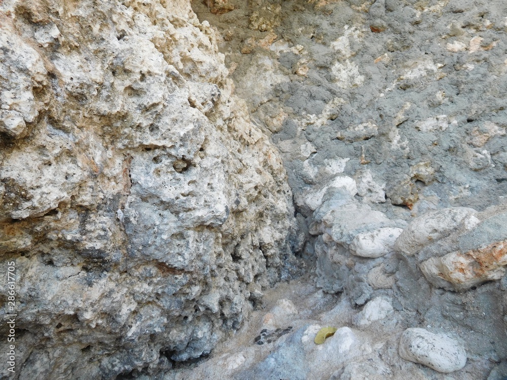 Fototapeta premium animal spring happy lifestyle