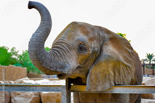 Sad old elephant in zoo (ID: 286618325)