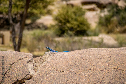 Blue lizard between the rocks in Saudi Arabia (ID: 286618791)