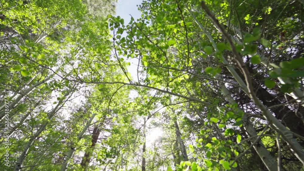 Slow Motion Ultra Wide of Sun Flashing Through Aspen Trees