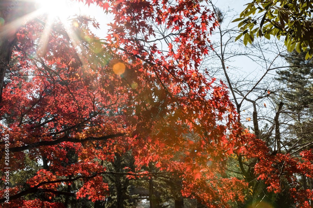 Sunburst in upper left corner with red thread leaf maples leaves and some green leaves in upper right Sunburst in upper left corner with red thread leaf maples leaves and some green leaves in upper right