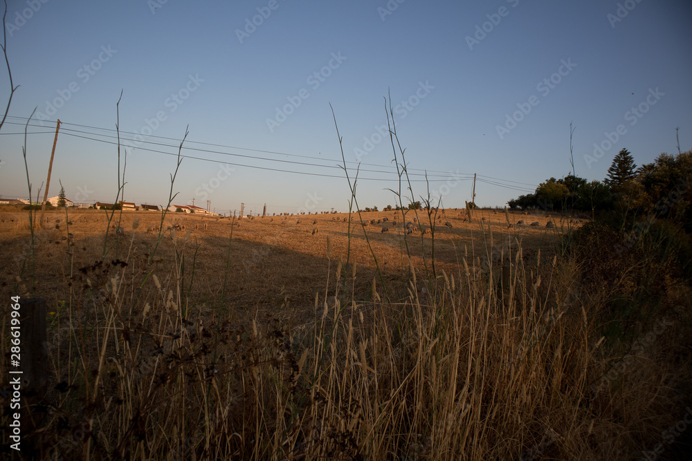 Fototapeta premium Untitled, Unamed, Unmarked, Unlabeled Photo. Only # VI