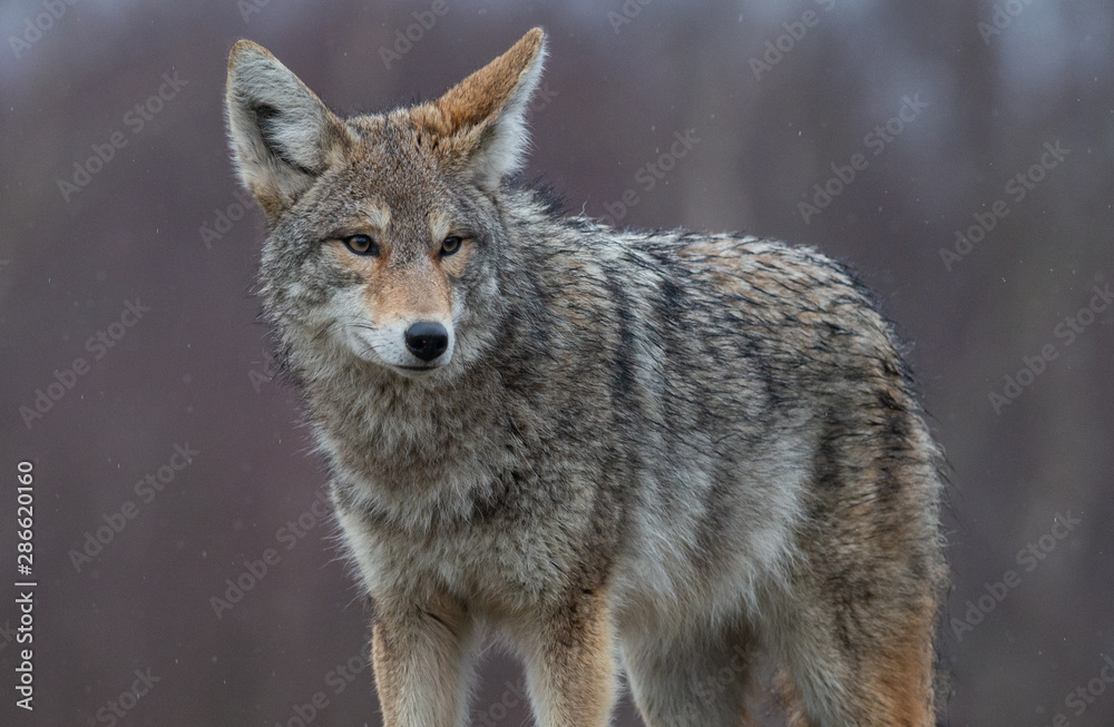Fototapeta premium A Coyote in British Columbia Canada 