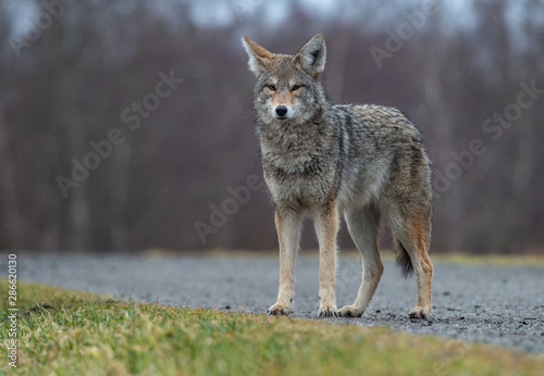 A Coyote in British Columbia Canada 