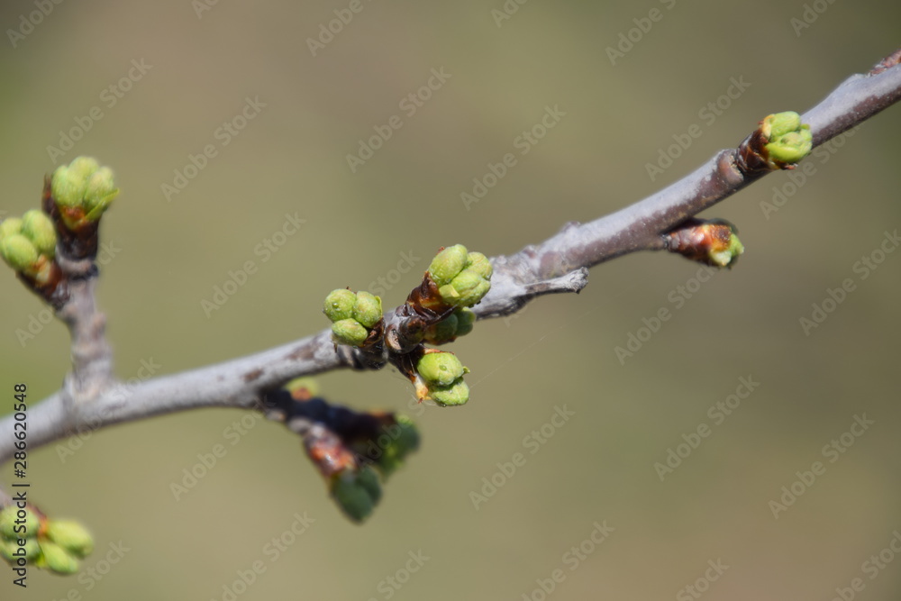 Blossoming buds of cherry on tree branch.