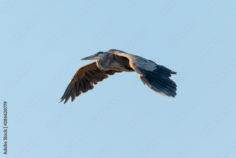 Obraz premium Great blue heron flying in the wild in North California at sunset