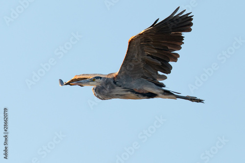 Great blue heron flying in the wild in North California at sunset