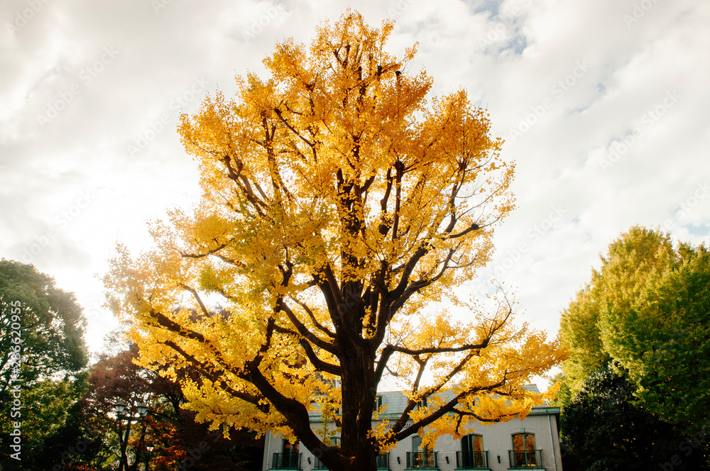 Big Yellow autumn Gingo tree against sunlight - Ueno park, Tokyo beautiful season Big Yellow autumn Gingo tree against sunlight - Ueno park, Tokyo beautiful season