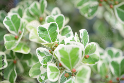 Ficus deltoidea white green leaves plant 