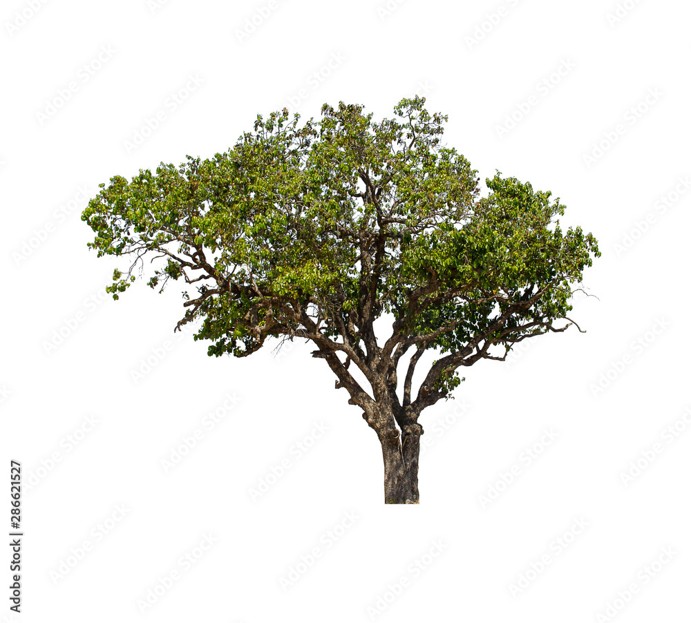 tree isolated on white background, collections tree isolated, tree object