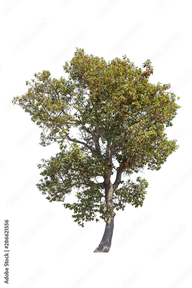 tree isolated on white background, collections tree isolated, tree object