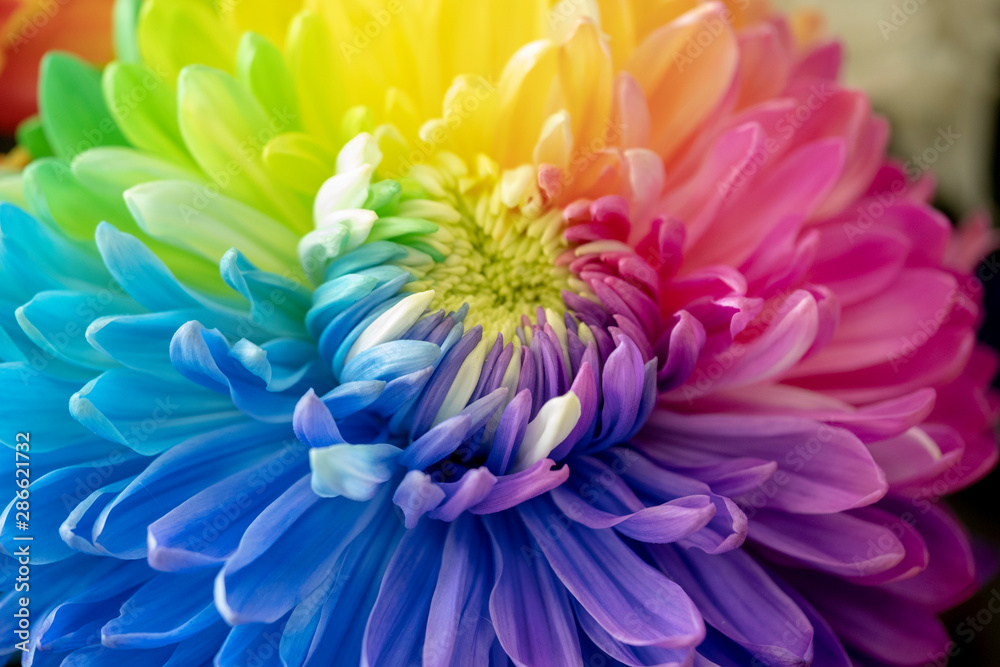 Obraz premium Multi-colored chrysanthemum flower. Close-up.