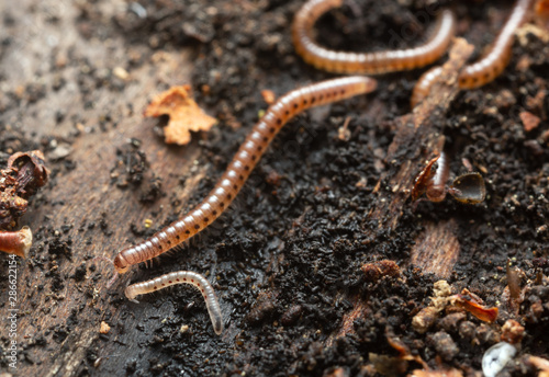 Millipedes  Proteroiulus fuscus on wood