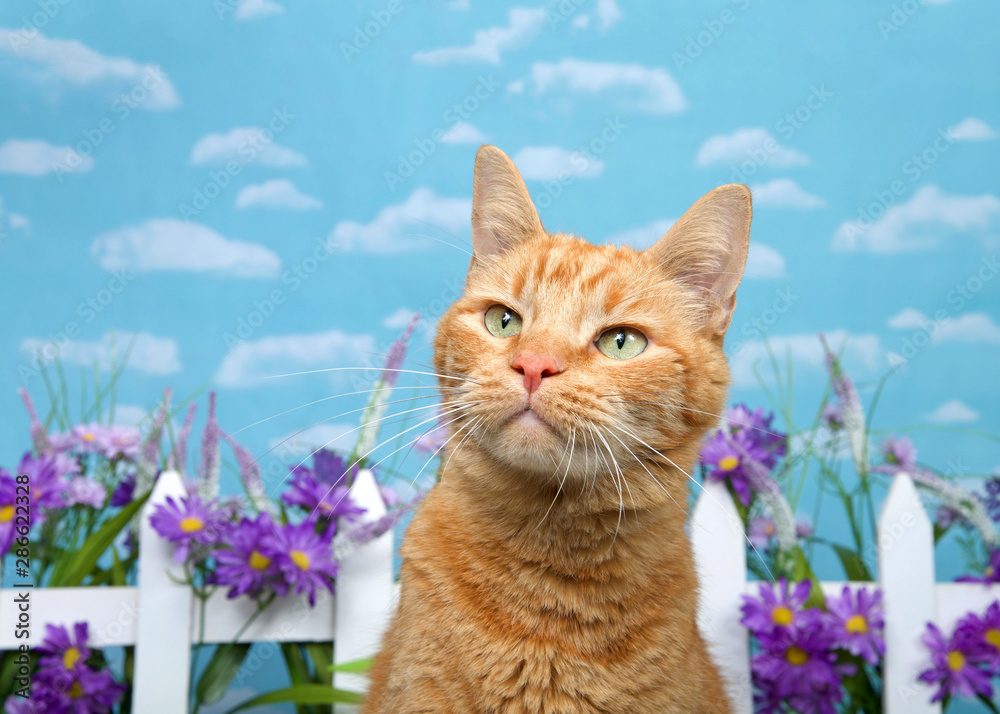 Adorable orange ginger tabby cat looking up to viewers left with curious expression, white picket fence with purple flowers in background. Blue background sky with clouds.