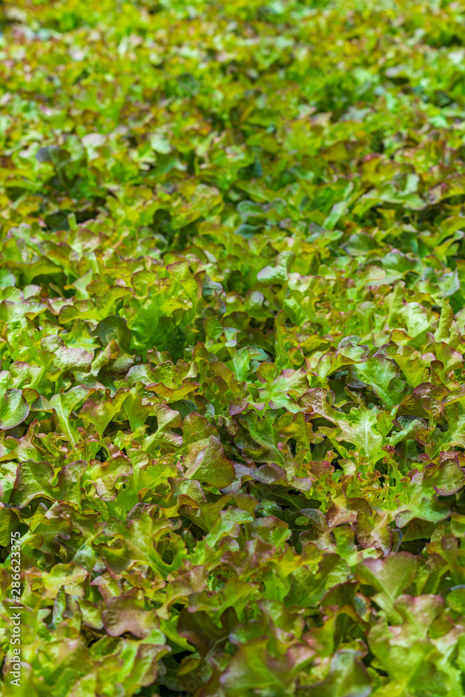 Obraz premium Hydroponic vegetables salad farm