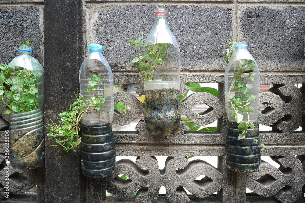 Recycle water bottle pot hanging on the wall with small plant in side.