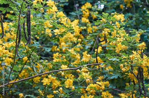 A green and gold image full of the flowers, seed pods and leaves of the Climbing cassia(Senna pendula var. glabrata) plant. The Winter senna/Easter cassia bush is native to Brazil and Paraguay.