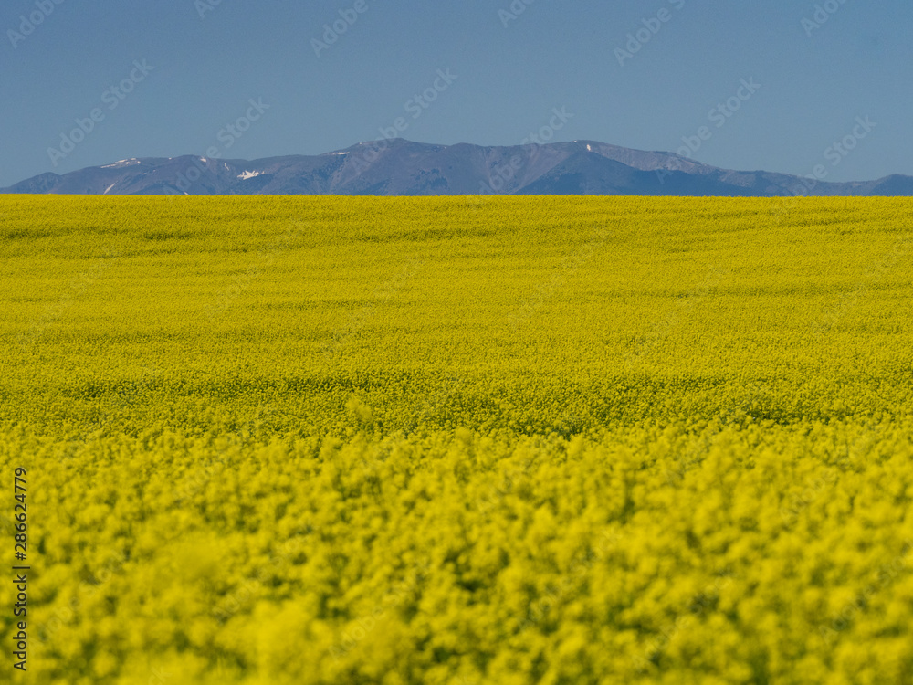 Vast Field of Blooming Canola Plants with Mountains in Background