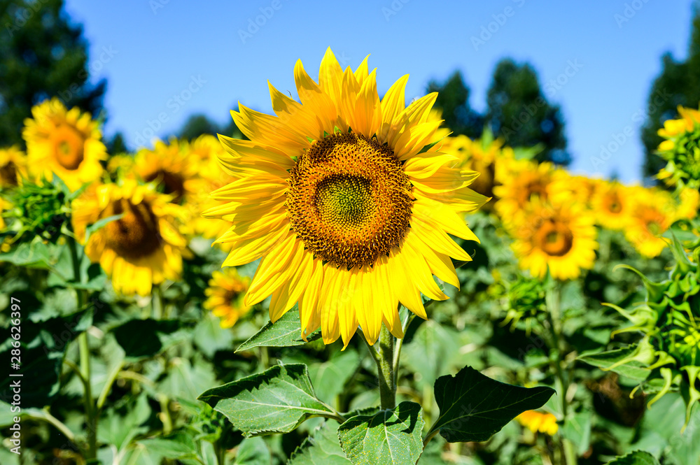 Fototapeta premium Girasoles