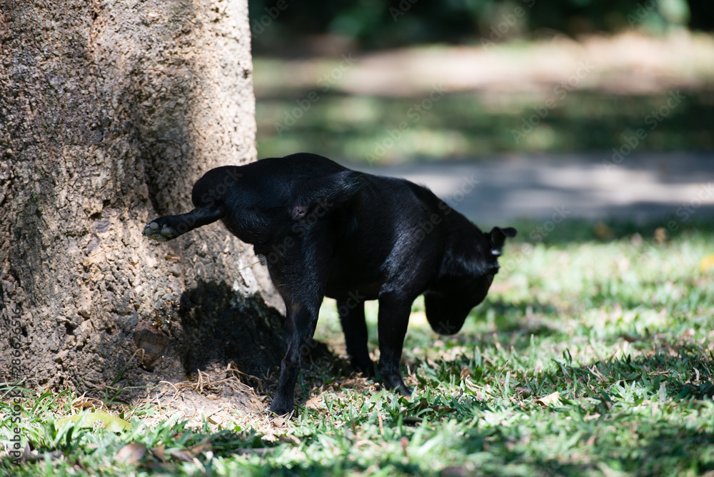 12 最適な 立ちション 画像 ストック写真 ベクター Adobe Stock
