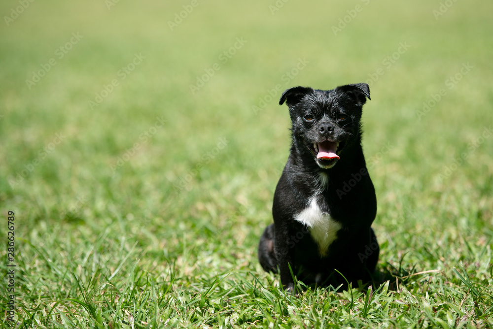 笑う犬 Stock Photo Adobe Stock