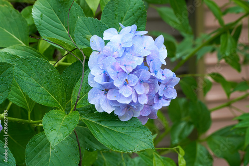 Close up shot of Blue flowers