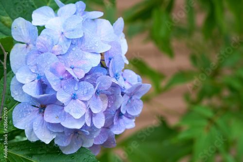 Close up shot of Blue flowers