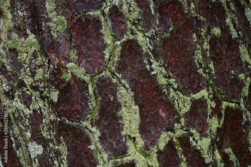 Close up shot of moss on the wood surface