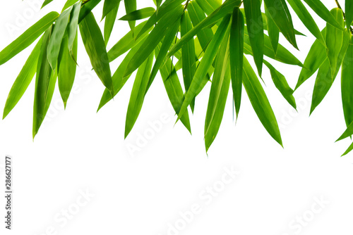 Green bamboo leaves isolated on white background