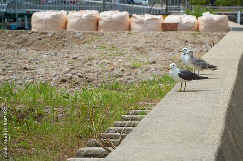 Close up shot of Seagull near the seashore