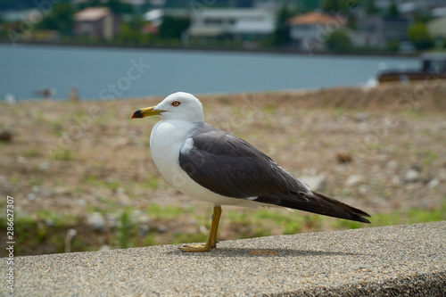 Close up shot of Seagull near the seashore