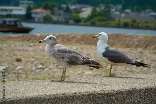 Close up shot of Seagull near the seashore