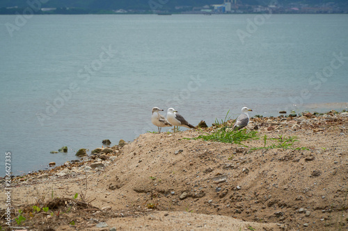 Close up shot of Seagull near the seashore