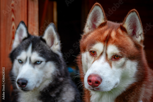 Portrait of Siberian huskies on a wooden background. Adorable fluffy husky dogs. Cute dog head.