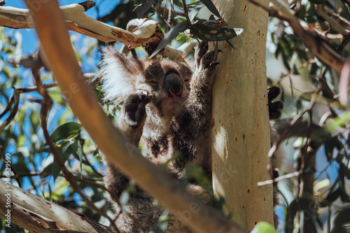 Fototapeta Naklejka Na Ścianę i Meble -  Beautiful koala in its pure natural habitat, hung from the branches of a tree, almost asleep, looking at camera, near Melbourne, Australia.