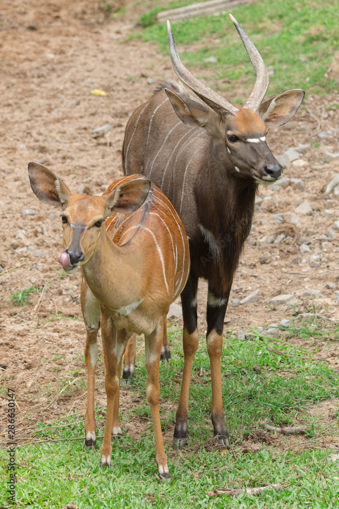Male and female Nyala (Tragelaphus angasii) walking on green grass. Male and female Nyala (Tragelaphus angasii) walking on green grass.