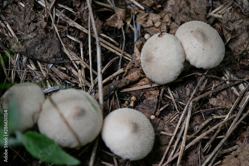  mushrooms in the forest