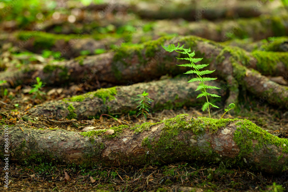 young lush sprouth, named Thelypteris palustris, growing up on a mossy truck on a forest ground young lush sprouth, named Thelypteris palustris, growing up on a mossy truck on a forest ground