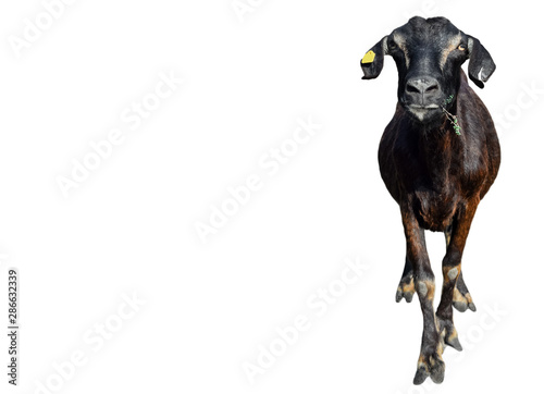 Funny black Goat isolated on white background. Very funny white goat standing full length cut out. Farm animals. Copy space.