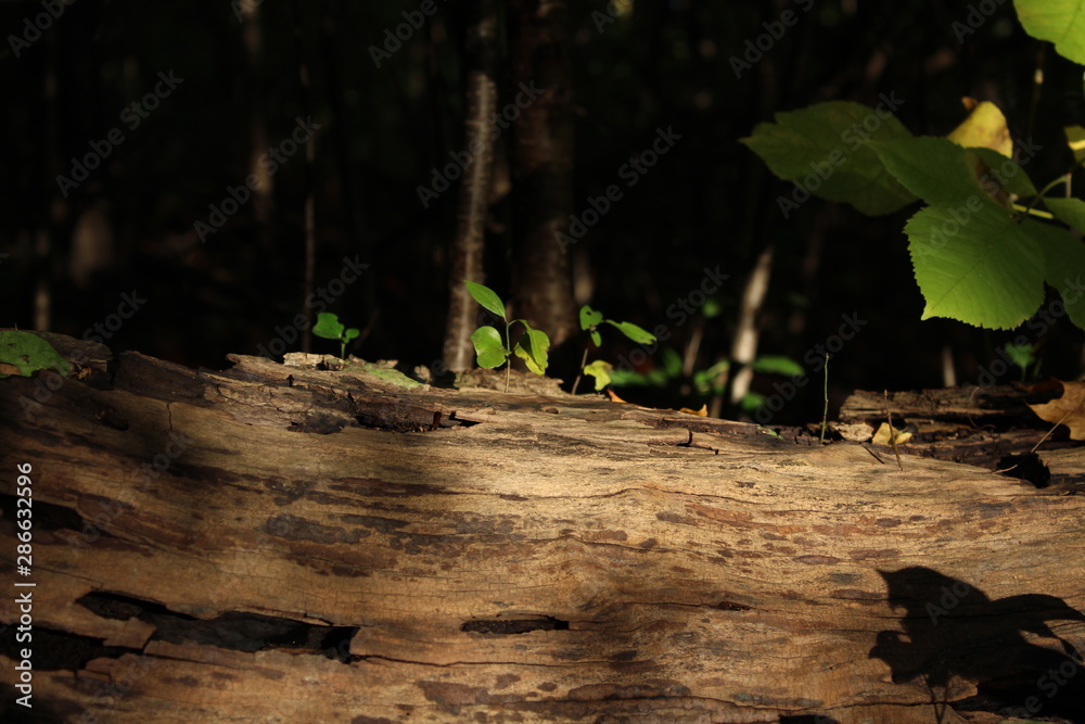 Obraz premium trees in forest