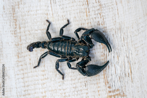 Asian black scorpion on white wooden background in Ubud, island Bali, Indonesia. Closeup