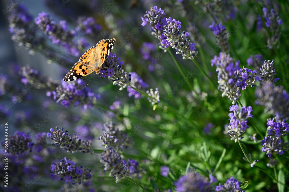 Butterfly thistle on lavender flower. Butterfly thistle on lavender flower.