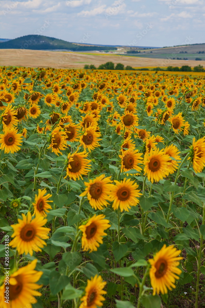barrels of wine on open sun