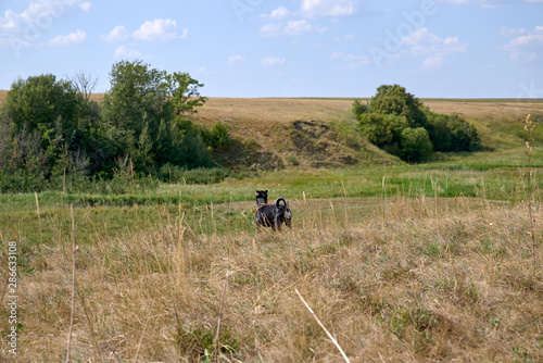 Cute little dog with funny curled tail walking joyfully with its human on countryside meadows on hot summer day, standing among wild flowers, looking to the distant hills, bushes and blue summer sky.