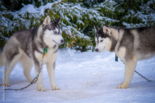 Two playing siberian husky dogs outdoor. Two Siberian Husky dogs looks forward sitting on the snowy shore frozen river. Cute portrait beautiful dogs