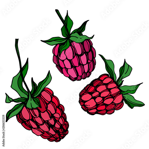 Vector Raspberry healthy food fresh berry isolated element. Black and white engraved ink art.