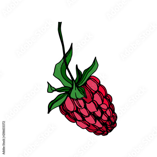 Vector Raspberry healthy food fresh berry isolated element. Black and white engraved ink art.